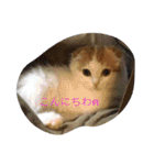 日常使える丁寧ねこ（個別スタンプ：12）