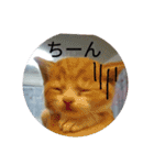 日常使える丁寧ねこ（個別スタンプ：16）