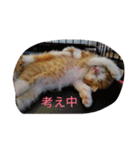 日常使える丁寧ねこ（個別スタンプ：24）