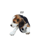 Nom-yen The Beagle（個別スタンプ：4）