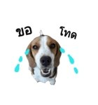 Nom-yen The Beagle（個別スタンプ：5）