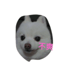 Beiji the dog（個別スタンプ：1）