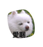 Beiji the dog（個別スタンプ：2）