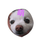 Beiji the dog（個別スタンプ：5）