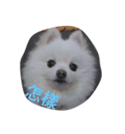 Beiji the dog（個別スタンプ：6）