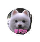 Beiji the dog（個別スタンプ：8）