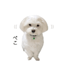 白い犬の春（個別スタンプ：17）