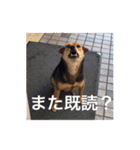 おいどんと犬（個別スタンプ：24）