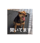 おいどんと犬（個別スタンプ：26）