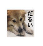 おいどんと犬（個別スタンプ：27）