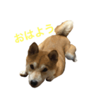 我が家の柴犬たち（個別スタンプ：3）