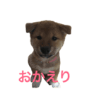 我が家の柴犬たち（個別スタンプ：4）