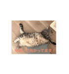 猫のさばみそ＆ごましお_2（個別スタンプ：6）