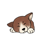 Corgi and（個別スタンプ：3）