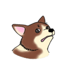 Corgi and（個別スタンプ：6）