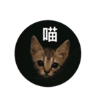 ninicat（個別スタンプ：6）