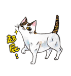 Taros Cat 2 - Taros Cat and his friends（個別スタンプ：31）