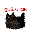 Taros Cat 2 - in Korean（個別スタンプ：27）