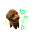 犬のポテチくん（個別スタンプ：11）