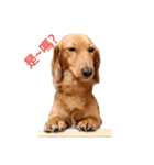 dachshund pipi（個別スタンプ：1）