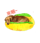 dachshund pipi（個別スタンプ：4）