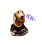 dachshund pipi（個別スタンプ：8）