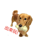 dachshund pipi（個別スタンプ：11）