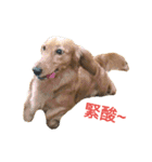 dachshund pipi（個別スタンプ：13）