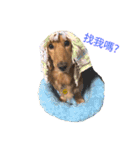 dachshund pipi（個別スタンプ：16）