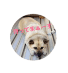 うちの犬と猫！（個別スタンプ：1）