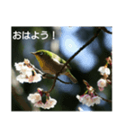 bird world（個別スタンプ：1）