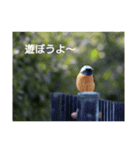 bird world（個別スタンプ：9）