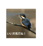 bird world（個別スタンプ：12）