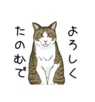 キジトラぽちゃ猫スタンプ（個別スタンプ：1）