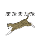 キジトラぽちゃ猫スタンプ（個別スタンプ：2）
