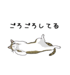 キジトラぽちゃ猫スタンプ（個別スタンプ：4）