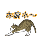 キジトラぽちゃ猫スタンプ（個別スタンプ：6）