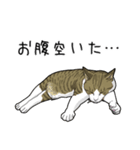 キジトラぽちゃ猫スタンプ（個別スタンプ：8）