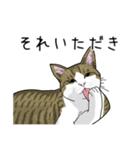 キジトラぽちゃ猫スタンプ（個別スタンプ：10）