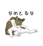 キジトラぽちゃ猫スタンプ（個別スタンプ：11）