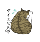 キジトラぽちゃ猫スタンプ（個別スタンプ：13）