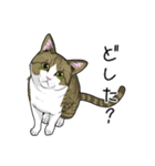 キジトラぽちゃ猫スタンプ（個別スタンプ：14）