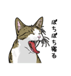 キジトラぽちゃ猫スタンプ（個別スタンプ：16）