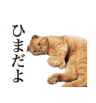 猫のまろ 実写スタンプ（個別スタンプ：2）