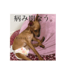 板谷家の犬（個別スタンプ：12）