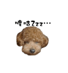 Poodle XIAO BAO（個別スタンプ：3）