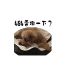 Poodle XIAO BAO（個別スタンプ：11）