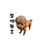 Poodle XIAO BAO（個別スタンプ：14）