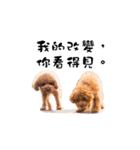 Poodle XIAO BAO（個別スタンプ：22）