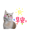 Cute cat is sun（個別スタンプ：1）